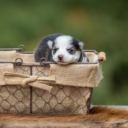 Pomsky Puppies from Pioneer Peak Pomskies