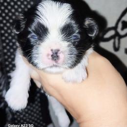 Cosmo - Blue and white male Shih Tzu puppy in Arcadia, Florida from Kitsune Cuddles and kisses