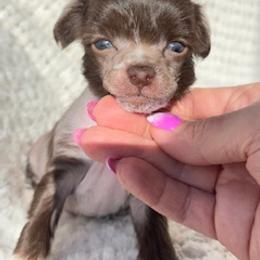 Chinese Crested Puppies from Royal Chinese Crested