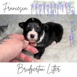 Francesca- Fluffy - Black and white female American Corgi puppy in Greenwood, Indiana from Witch Creek Corgis