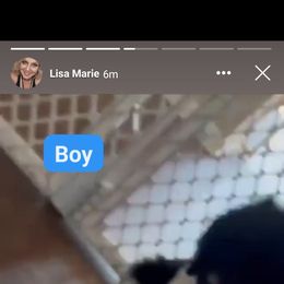 Goldendoodle and Poodle Puppies from Elizabeth Rocha's Doodles