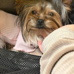 Bubbles - Black and tan female Yorkshire Terrier puppy in London, Kentucky from Soto Yorkies