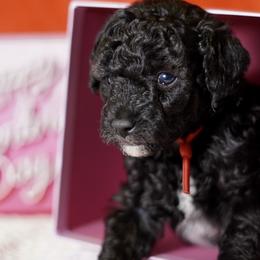 Red Boy - Black male Poodle puppy in Las Vegas, Nevada from Plush Toy Poodle Puppies & Pals