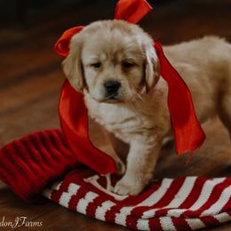 Labrador Retriever Puppies from Landon J Farms Labrador Retrievers