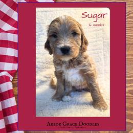 Sugar - Red  female Goldendoodle puppy in North Conway, New Hampshire from Arbor Grace Doodles