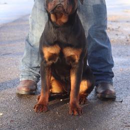 Sophie - Black and tan female Rottweiler puppy in Stanton, Kentucky from Vom Hause Alistair