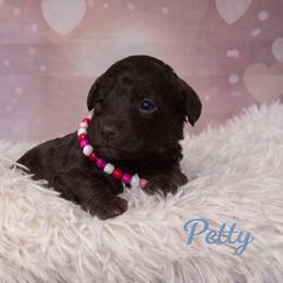 Petty - Chocolate male Goldendoodle puppy in Rising Sun, Indiana from Ruby Lane Doodles