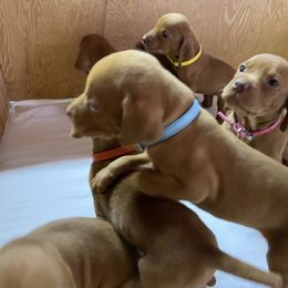 Vizsla Puppies from Waterfall Ranch Hungarian Vizslas