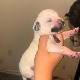 Pick 3 - Boy - White and black male Dalmatian puppy in Toledo, Ohio from Exquisite Dalmatians & Standard Poodles