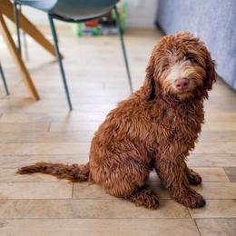 Adele - Bernedoodle