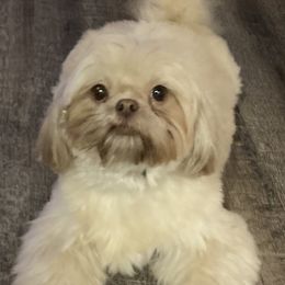 Mila - Shih Tzu