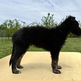 Silken Windhound Puppies from Luminous Silken Windhounds