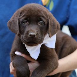 Jane - Chocolate female Labrador Retriever puppy in Ocala, Florida from Moon river Labradors