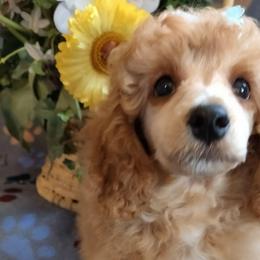 Arwen - Apricot female Poodle puppy in Baltimore, Maryland from Mystic Woods Poodles where Moten size poodles is our passion.