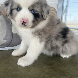 Knox - Blue merle male Miniature Australian Shepherd puppy in Brookshire, Texas from P's Aussies