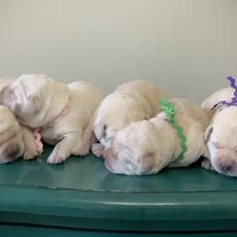 Labrador Retriever puppies from DogSmith Purebreds
