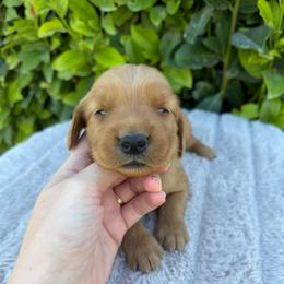 Purple Collar Girl - Golden female Golden Retriever puppy in Salt Lake City, Utah from Deseret Peak Goldens