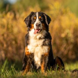 Bernese Mountain Dog puppies from Bertke AKC Golden Retrievers and Bernese Mountain Dogs
