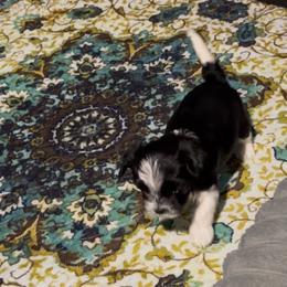 Male Parti - Parti male Yorkshire Terrier puppy in Des Moines, Iowa from Diamond Yorkshire Terriers