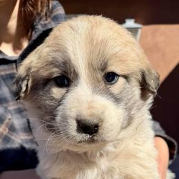 Villaroy- brown - Badger male Colorado Mountain Dog puppy in Cotopaxi, Colorado from Once Upon A Moose (OUM)