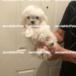 Maltese Puppies from JennieMiniPets