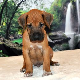Rhodesian Ridgeback Puppies from Diane Quitoni