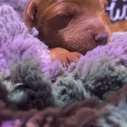 Goldendoodle Puppies from Simply Mini Goldendoodles