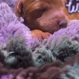 Goldendoodle Puppies from Simply Mini Goldendoodles