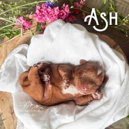 Ash - Red male Cavapoo puppy in South Jordan, Utah from Wonderful World Doodles