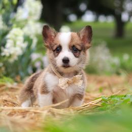 Myla - Sable female Pembroke Welsh Corgi puppy in Sugarcreek, Ohio from Admar Canines