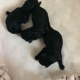 Poodle Puppies from Karamba Toy Poodles