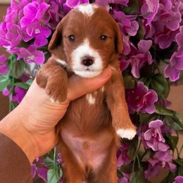 Kevin - Red male Cavapoo puppy in Salt Lake City, Utah from SunnySide Mini Doodles