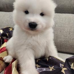 Lucky (Green collar) - White male Samoyed puppy in Morgan, Utah from Carriage Court Kennels