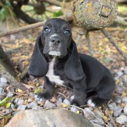 Boy 1 - Black and white male Basset Hound puppy in Valley, Washington from Peaceful Valley Paws