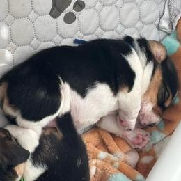 Apollo - Black tan and white male Beagle puppy in Meridianville, Alabama from Spear Haven Beagles (formerly Spear Lake Beagles)