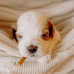 Goldendoodle Puppies from Okie Doodle Grove