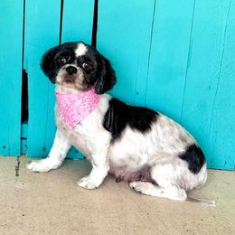 Molly - Shih Tzu