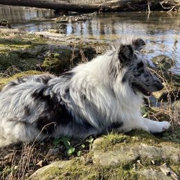 Vinny - Shetland Sheepdog