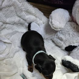 Boy 2 - Black and tan male Manchester Terrier puppy in Oak Harbor, Washington from Spirit Kennels