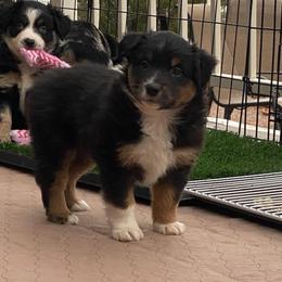 Ace - Black tri male Miniature Australian Shepherd puppy in Apache Junction, Arizona from Circle T Mini Aussies