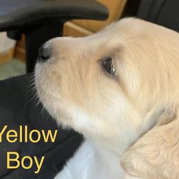 Yellow Boy - Golden Golden Retriever puppy in Chatsworth, New Jersey from Personalized Dog Training - Windisch Goldens