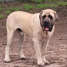 Argos - Mastiff