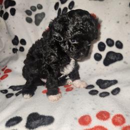 Colt - Black male Poodle puppy in Attleboro, Massachusetts from Treasured Hearts Chihuahuas and Toy/mini poodles
