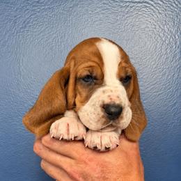Truvy - Mahogany and white female Basset Hound puppy in Bellaire, Ohio from Blessed Bassets