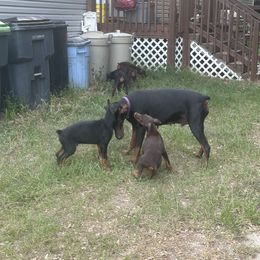 Doberman Pinscher Puppies from Pamela Nachel