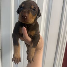 Orange male - Red and rust male Doberman Pinscher puppy in Ludowici, Georgia from Royal Destiny Kennels