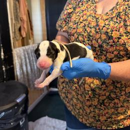 White Collar - White and black male Greyhound puppy in Mesa, Arizona from ARK Greyhound Kennel LLC