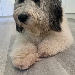 Polish Lowland Sheepdog All Grown Up from Ponavie PONs