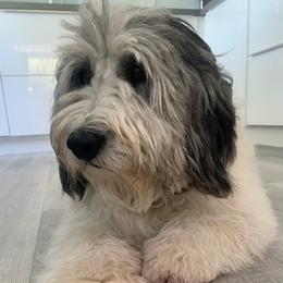 Polish Lowland Sheepdog All Grown Up from Ponavie PONs