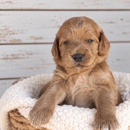 Cornbread - Red  male Goldendoodle puppy in Atwood, Oklahoma from Luxe Doodle Haven